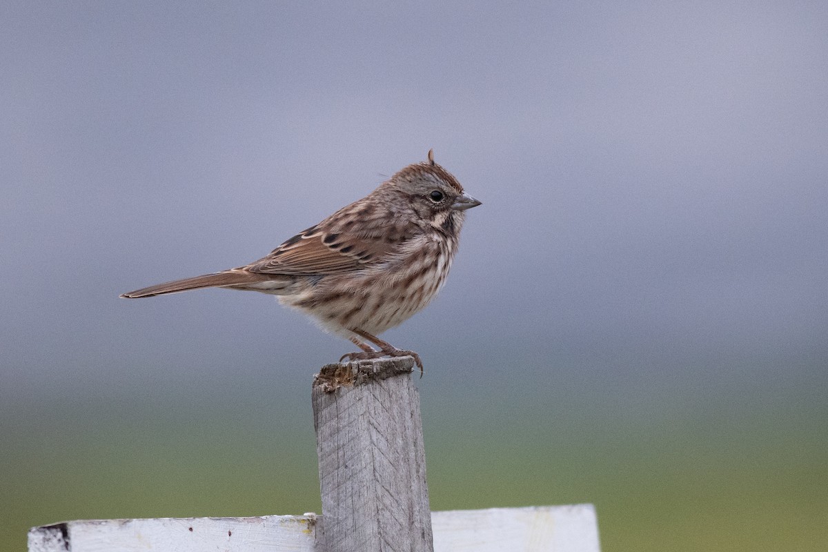 strnadec zpěvný (ssp. melodia/atlantica) - ML643278836