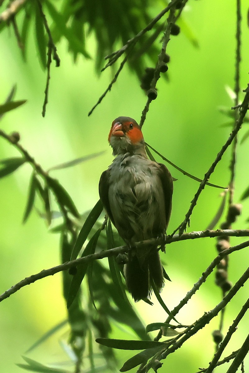 Astrild à joues orange - ML643278842