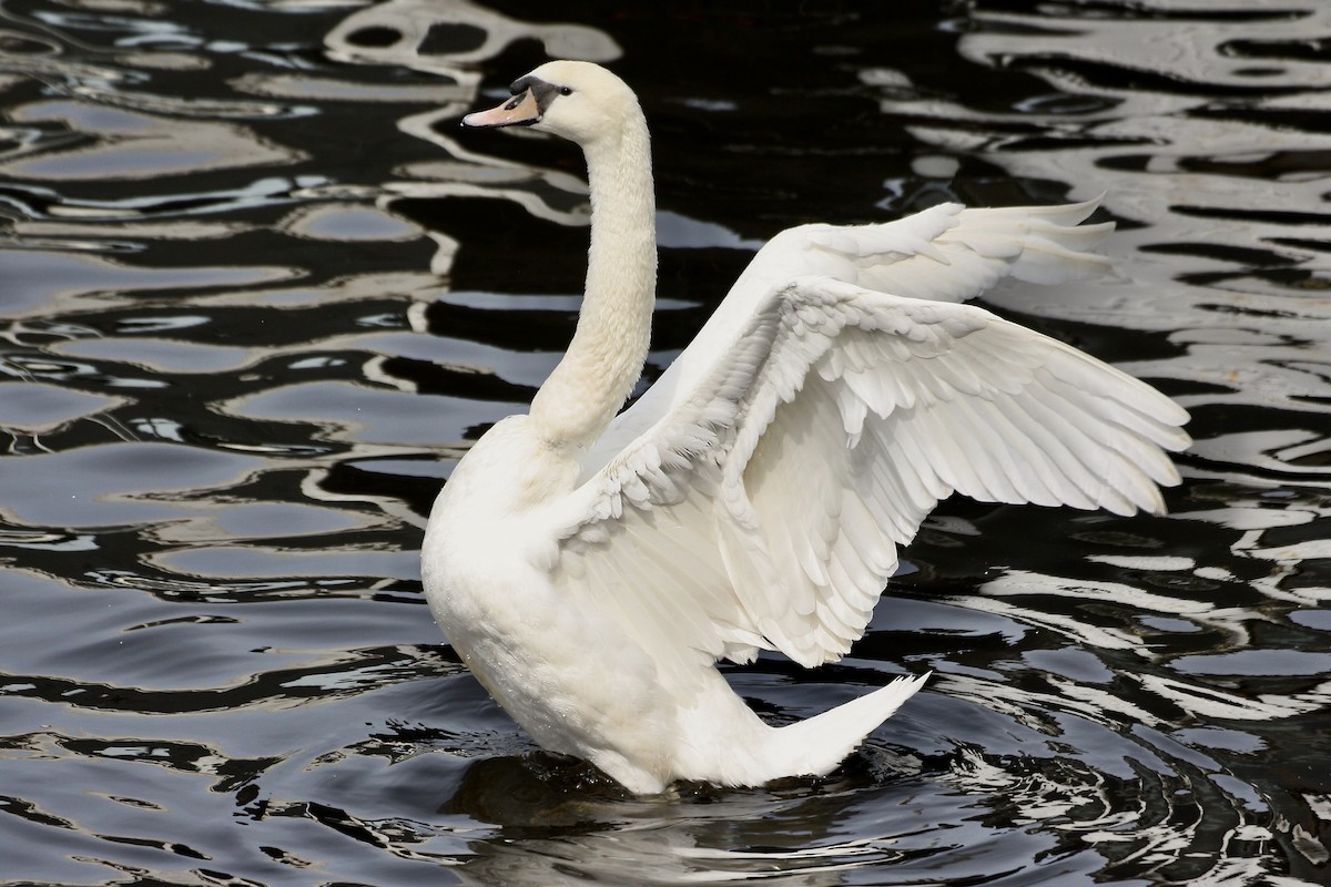 Cygne tuberculé - ML643278853