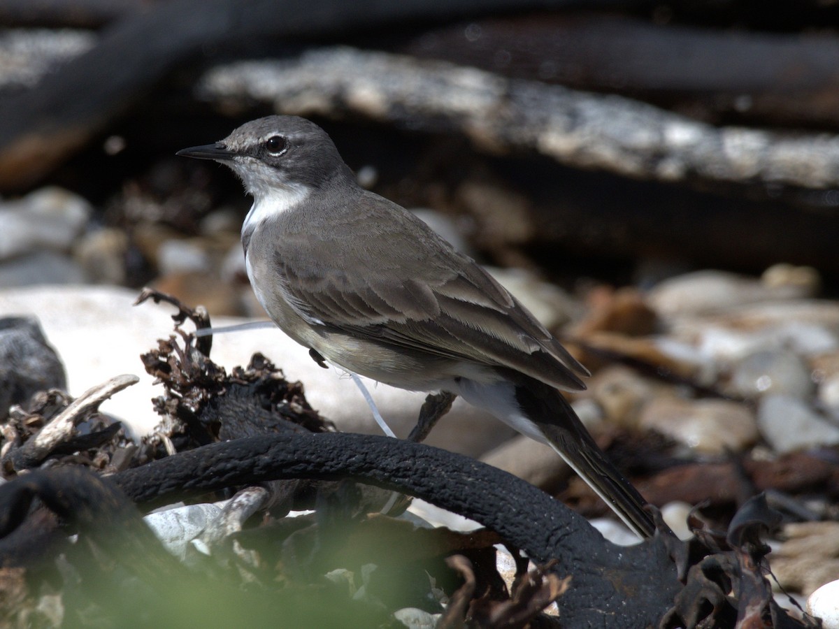 Cape Wagtail - ML643278856