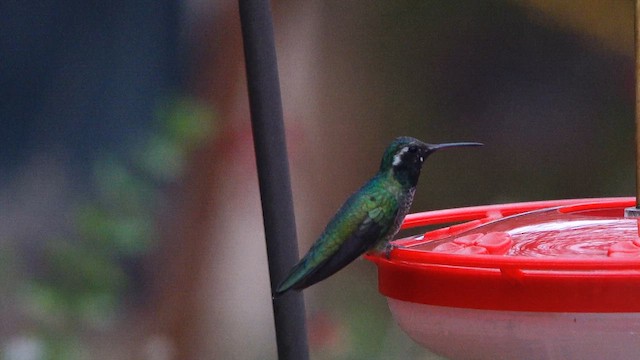 hummingbird sp. - ML643278857