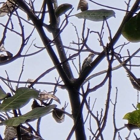 Brown-capped Pygmy Woodpecker - ML643278877