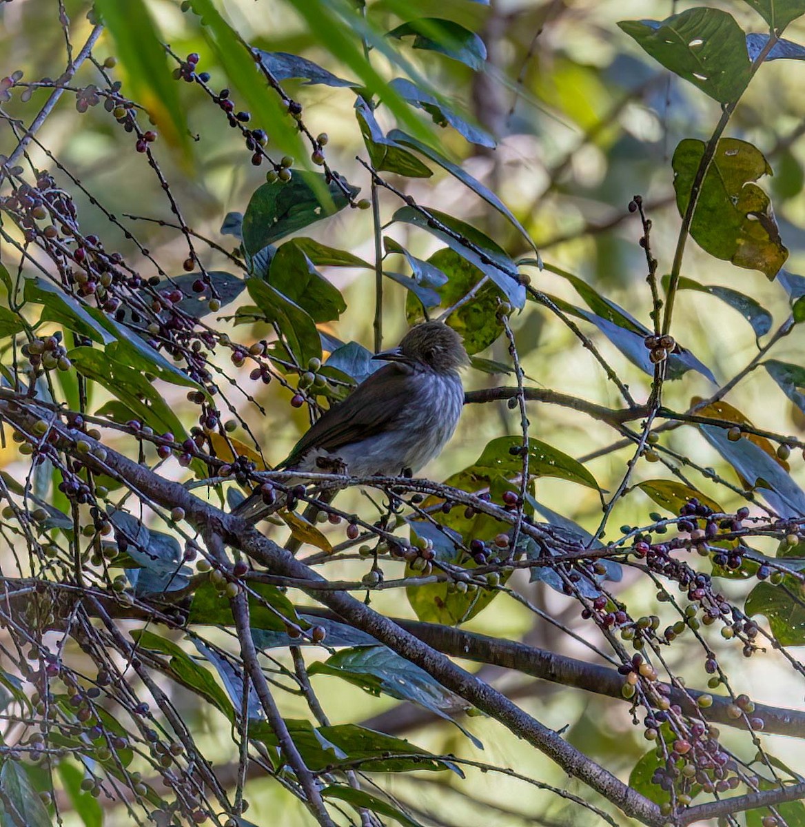 Streaked Bulbul - ML643278889