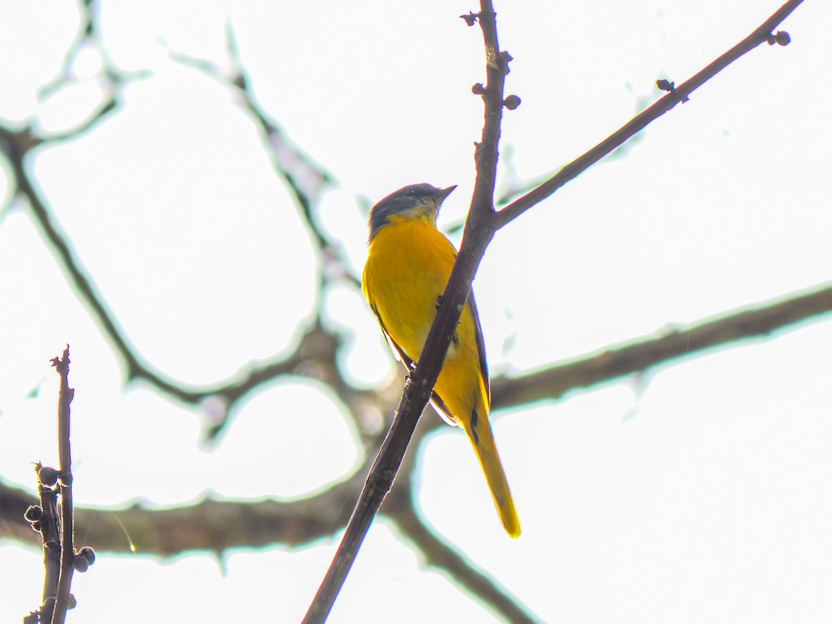 Gray-chinned Minivet - ML643278901