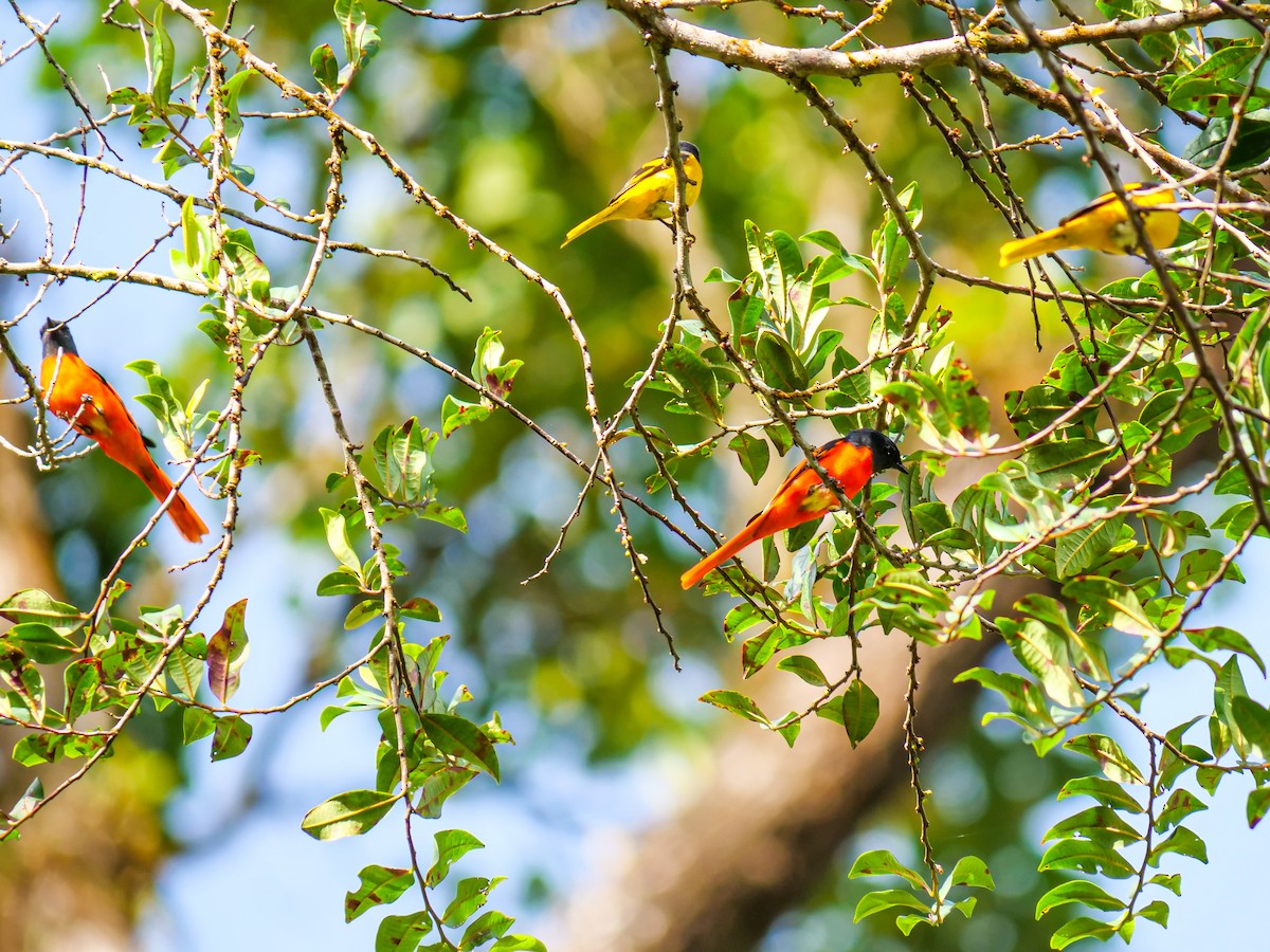 Gray-chinned Minivet - ML643278902