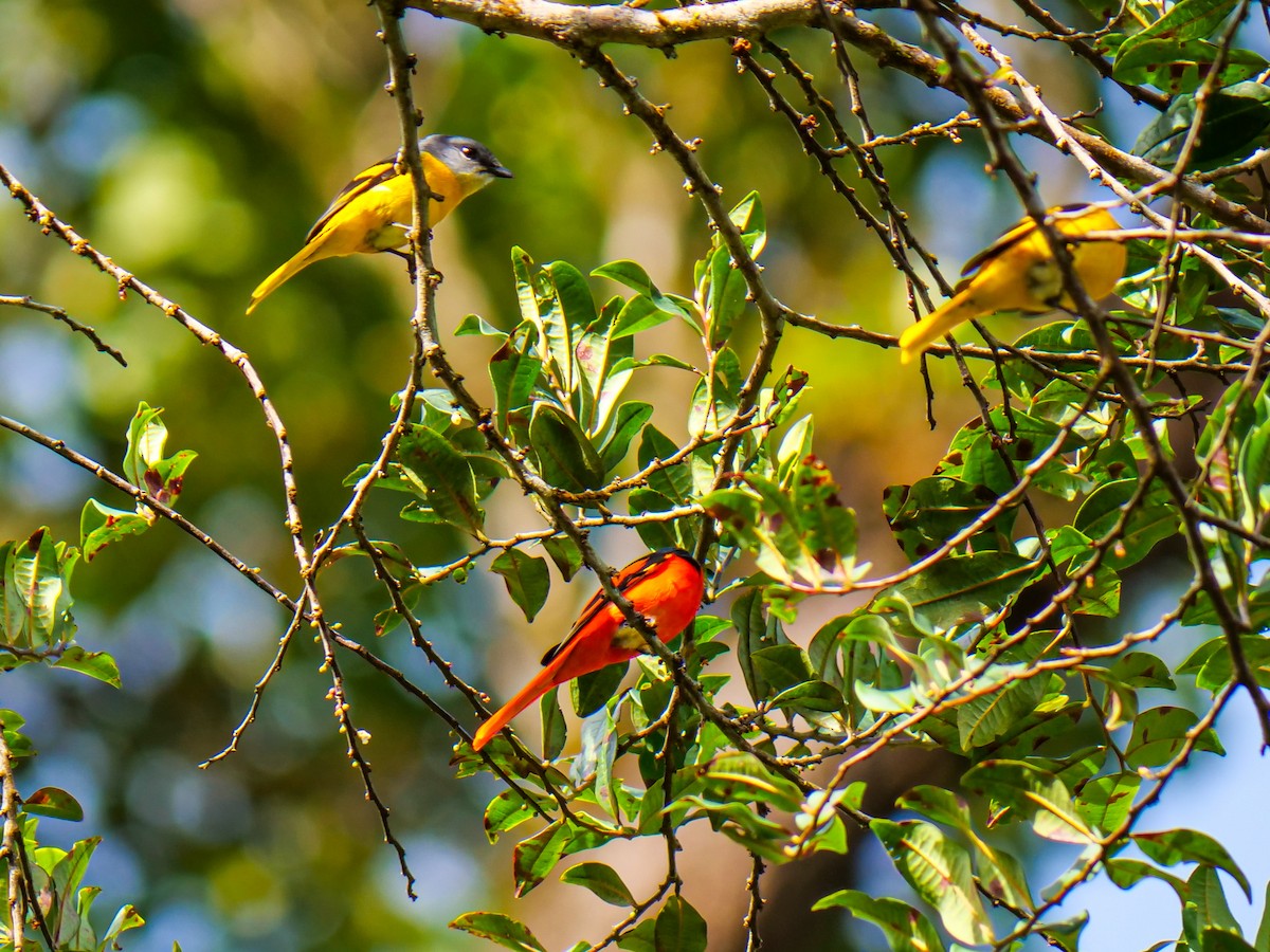 Gray-chinned Minivet - ML643278903