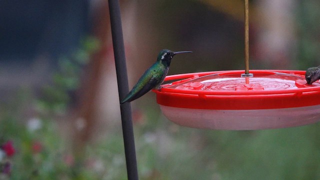 hummingbird sp. - ML643278916