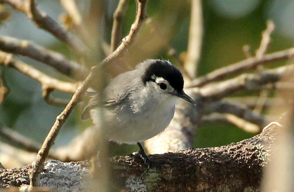 White-browed Gnatcatcher - ML643278917