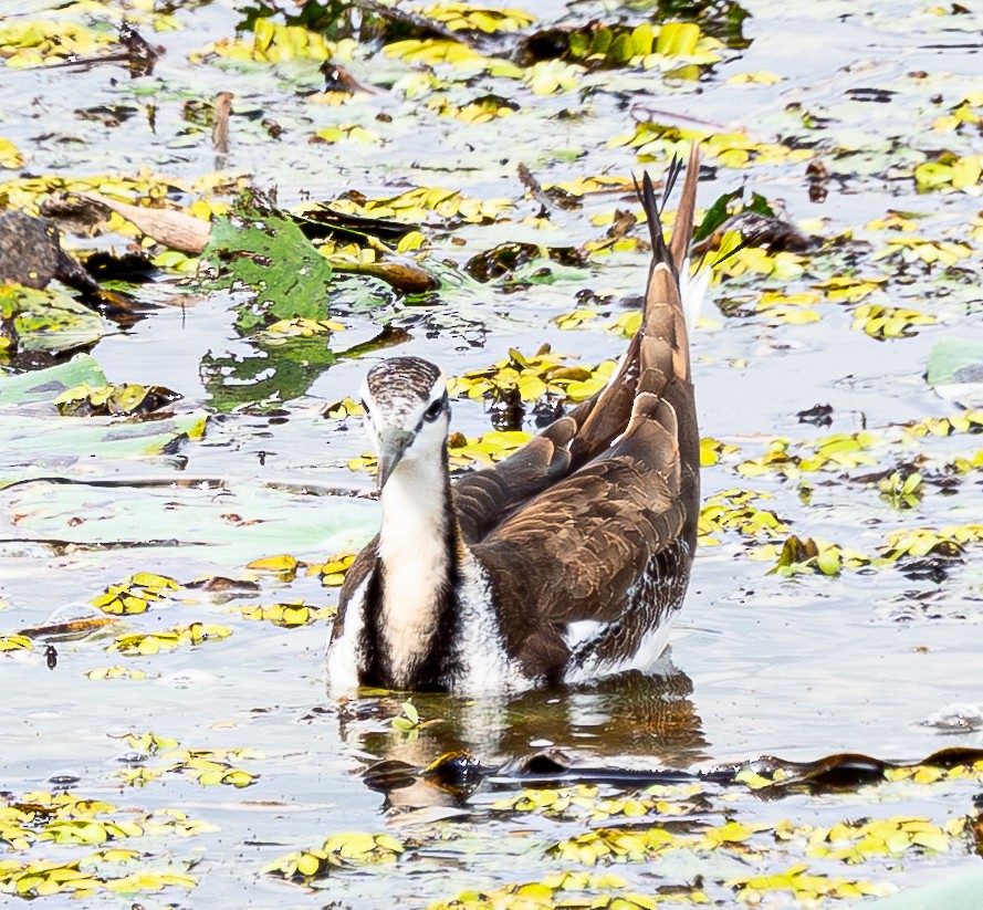 Jacana à longue queue - ML643278925