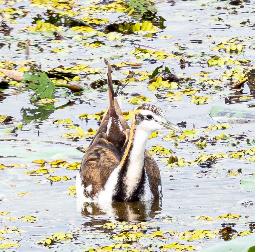 Jacana à longue queue - ML643278926
