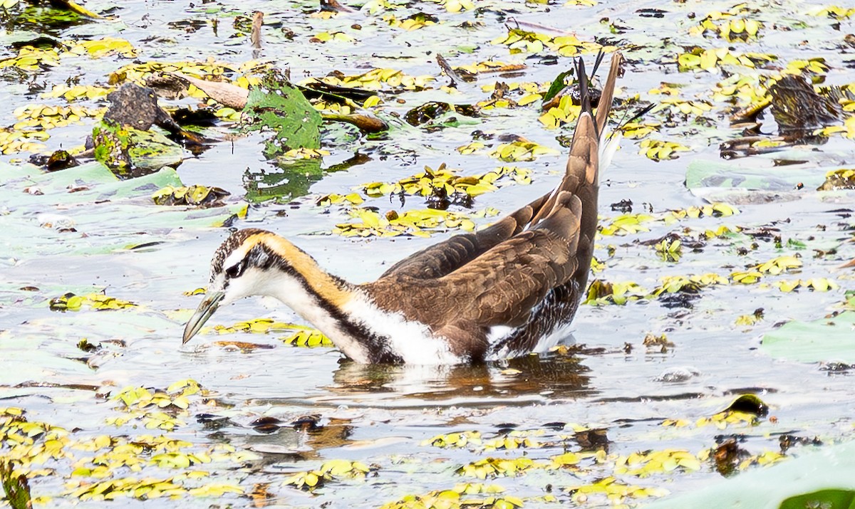 Jacana à longue queue - ML643278927