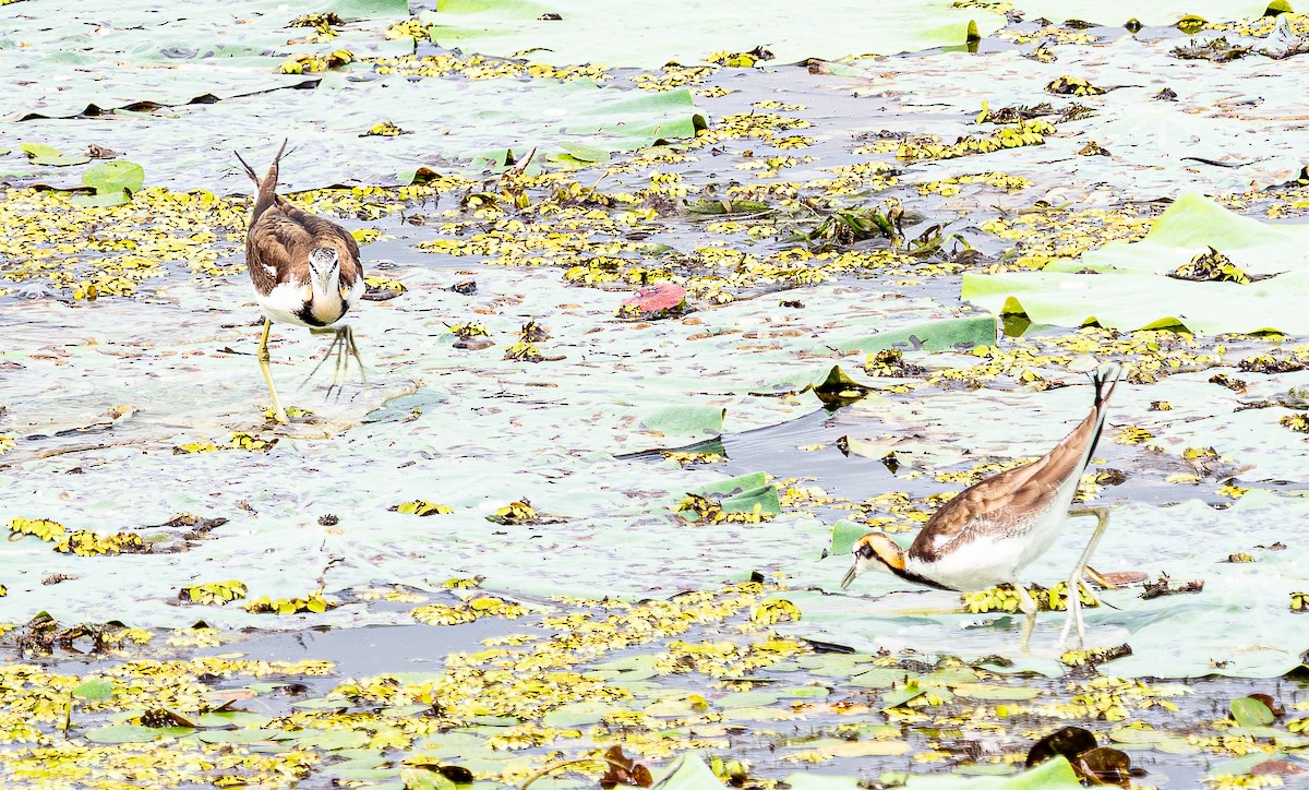 Jacana à longue queue - ML643278928