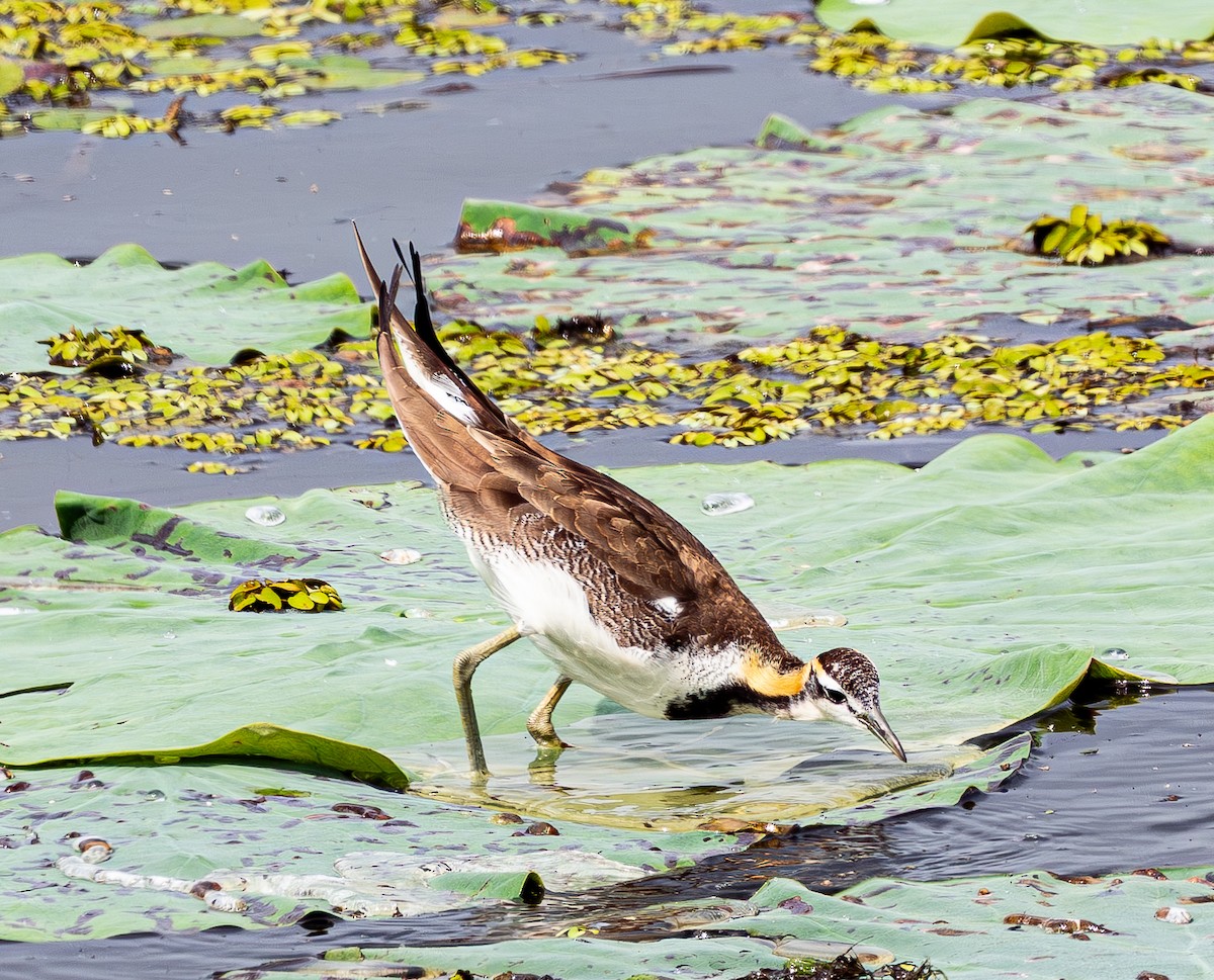 Jacana à longue queue - ML643278941