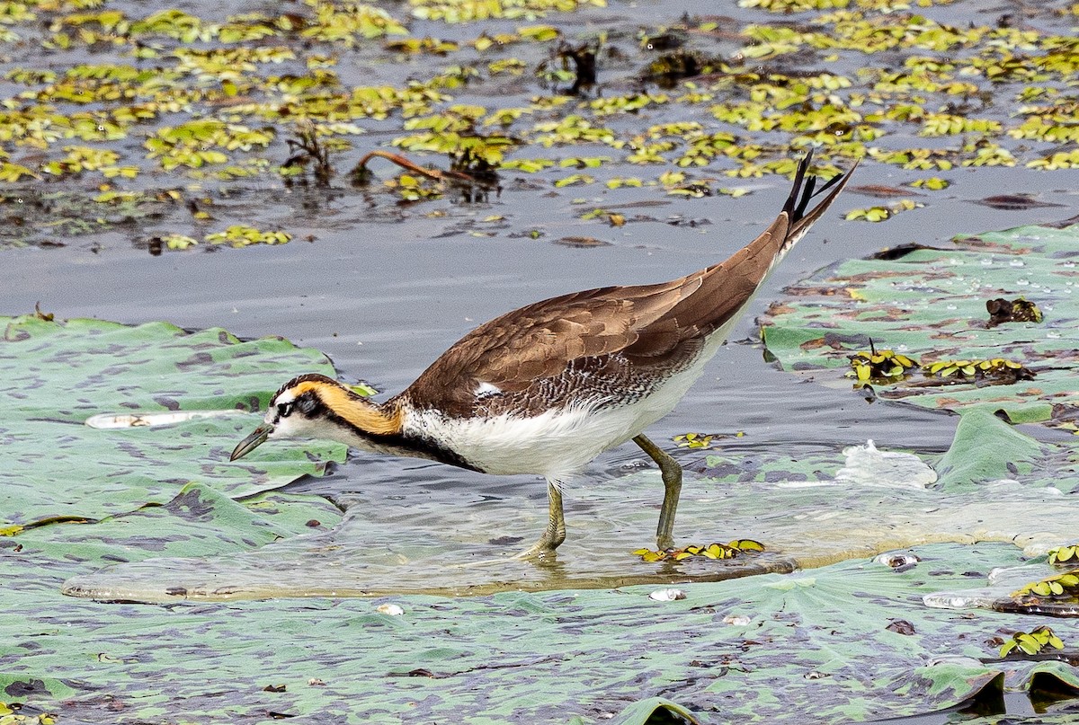 Jacana à longue queue - ML643278942