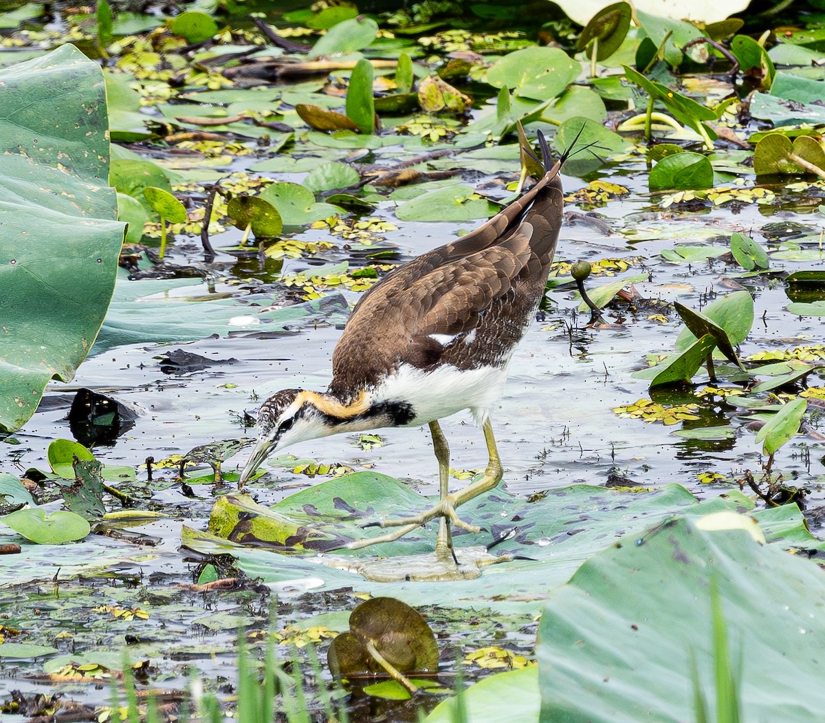 Jacana à longue queue - ML643278943