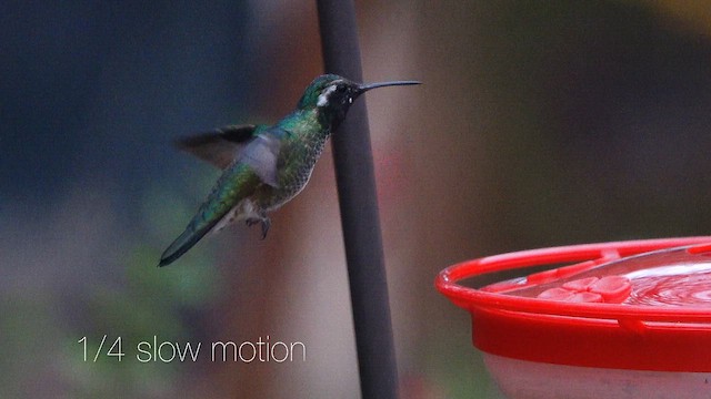 hummingbird sp. - ML643278946