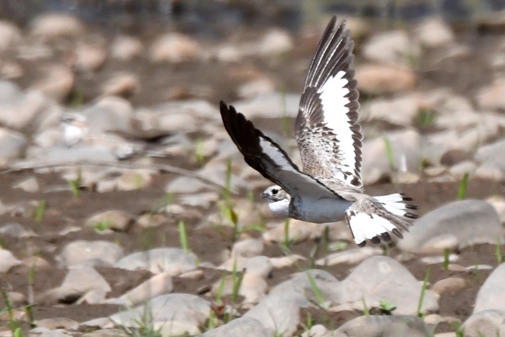 Sand-colored Nighthawk - ML643278950