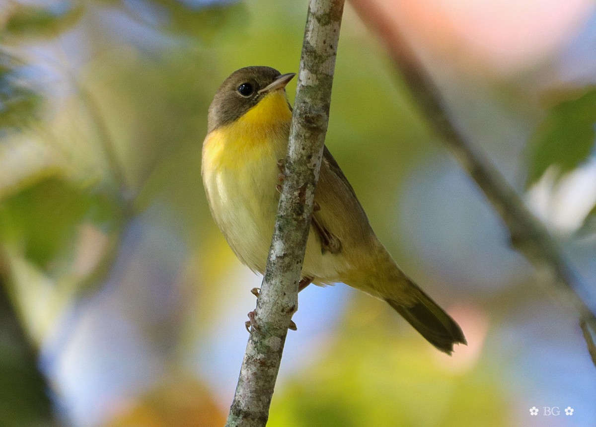 Paruline masquée - ML643278970