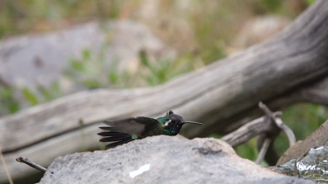 hummingbird sp. - ML643278978