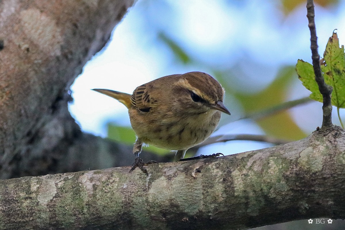 Paruline à couronne rousse - ML643278984