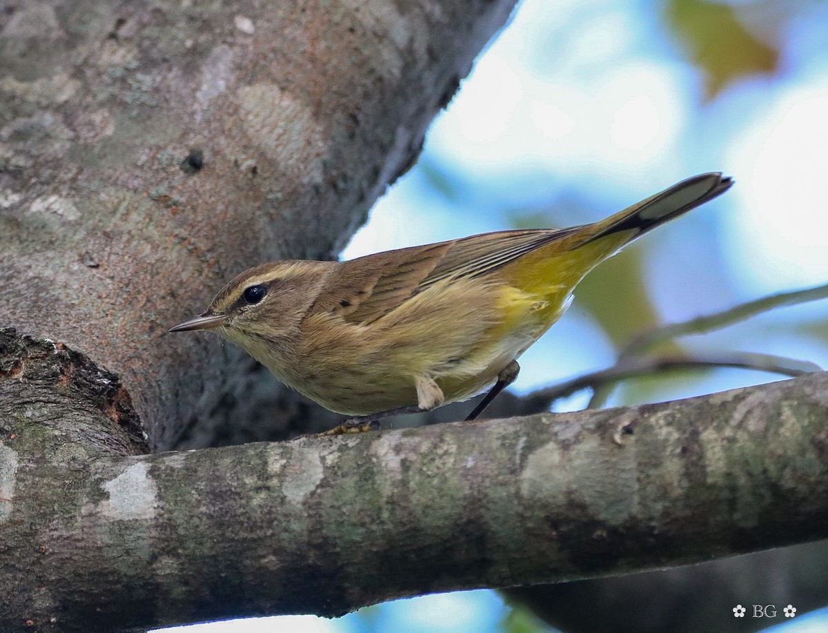Paruline à couronne rousse - ML643278985