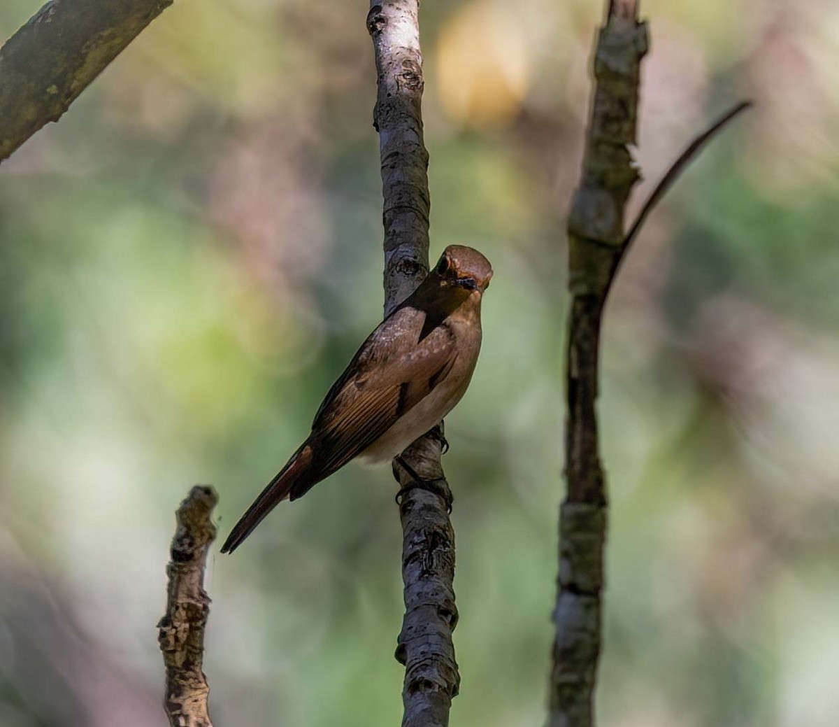 Blue-and-white Flycatcher - ML643278990