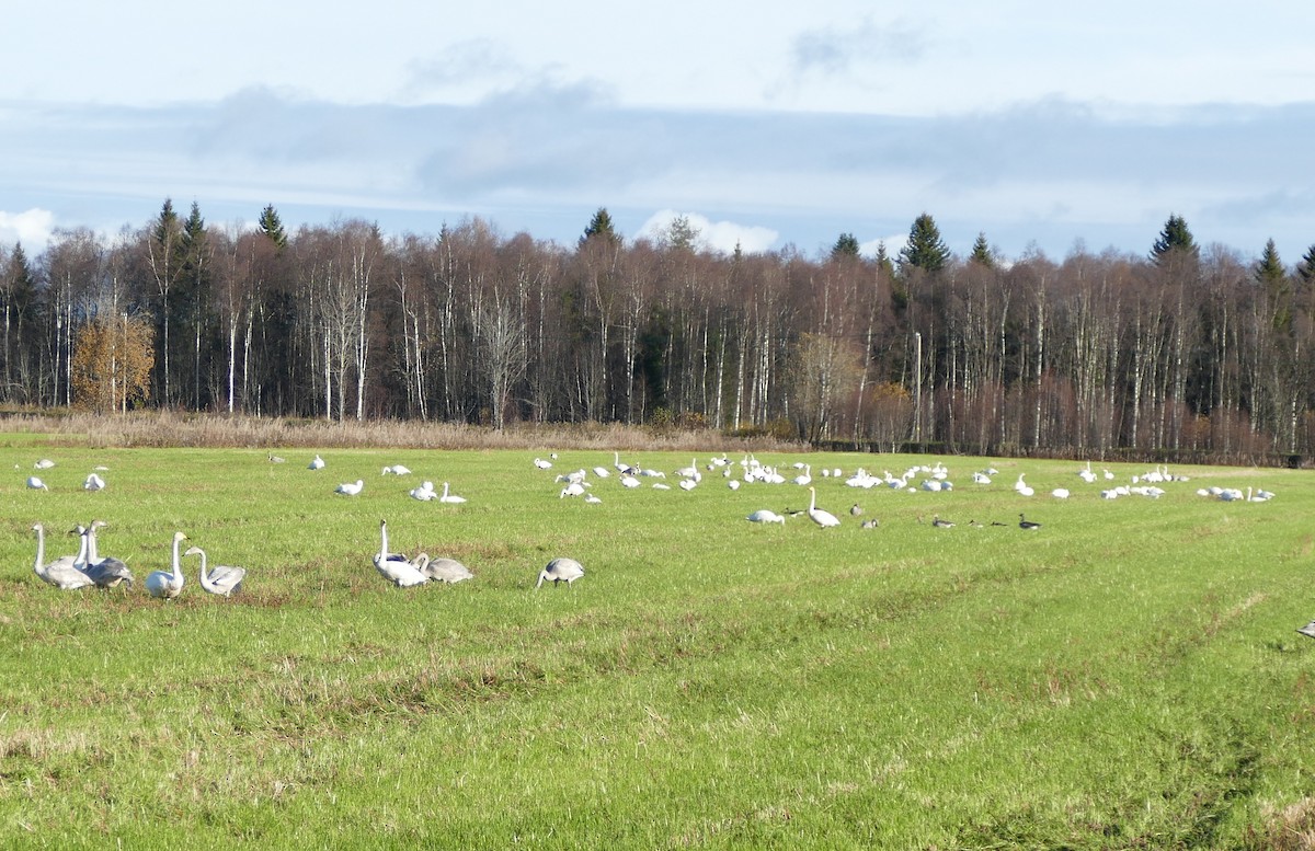 labuť zpěvná - ML643278992
