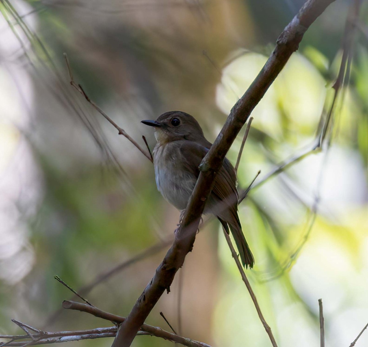 Papamoscas Dorsioliva - ML643278996
