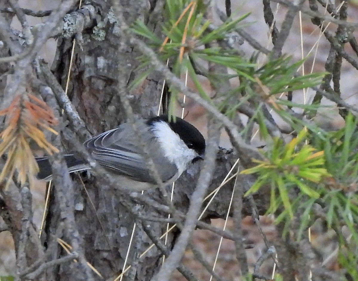 Willow Tit - ML643278999
