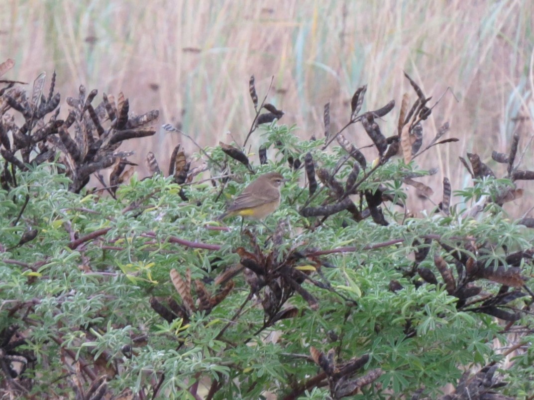 Palm Warbler - ML643279007