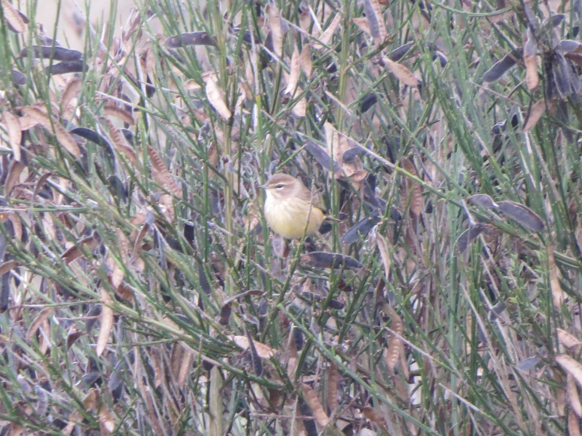 Palm Warbler - ML643279010