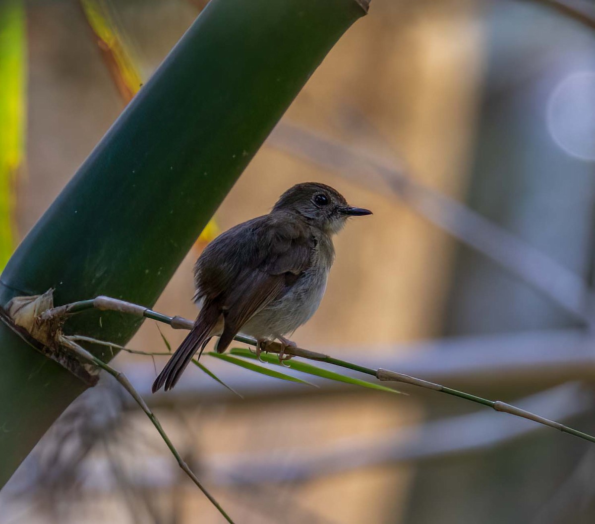 Papamoscas Dorsioliva - ML643279030
