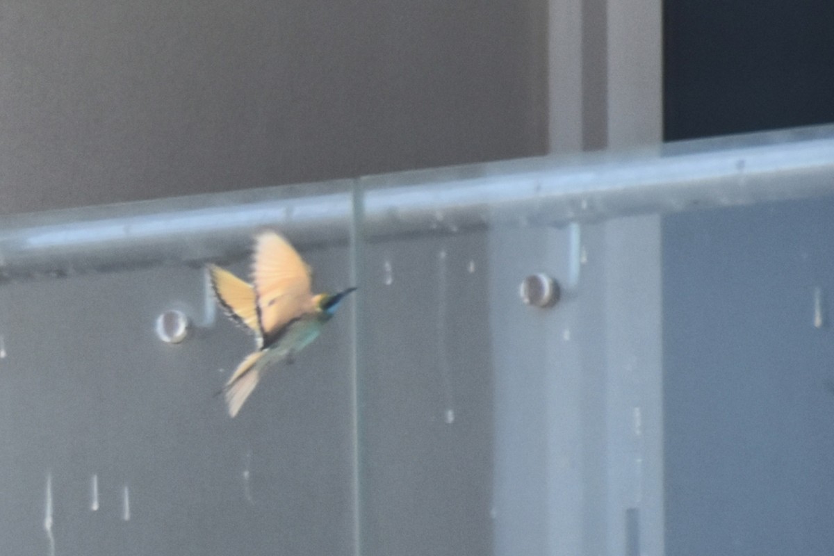 Arabian Green Bee-eater - ML643279038