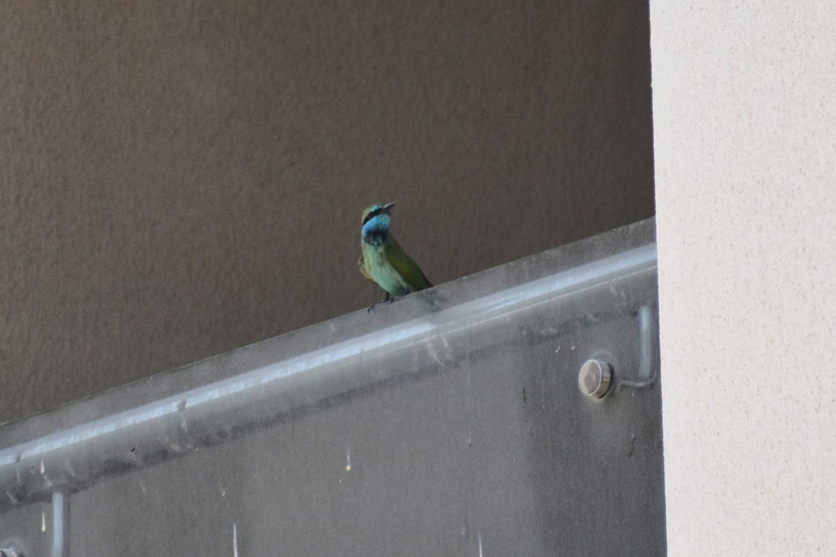 Arabian Green Bee-eater - ML643279039