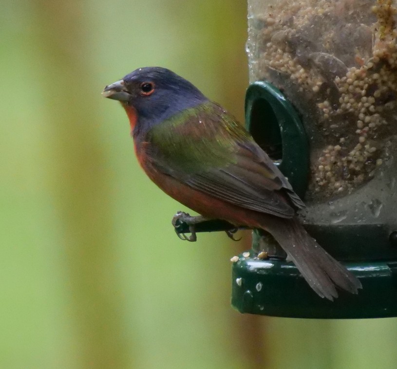 Painted Bunting - ML643279044
