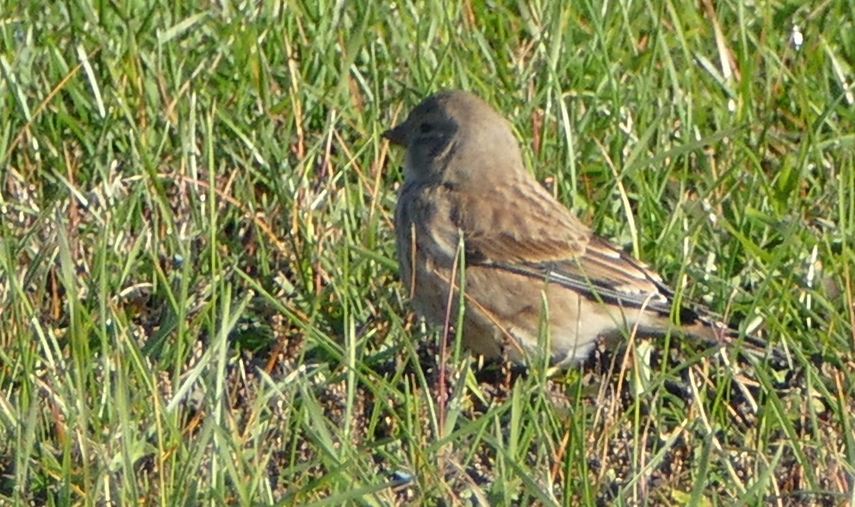 konopka obecná - ML643279053