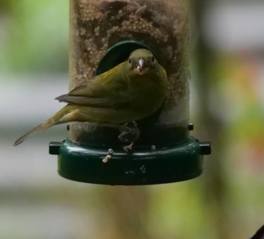 Painted Bunting - ML643279056