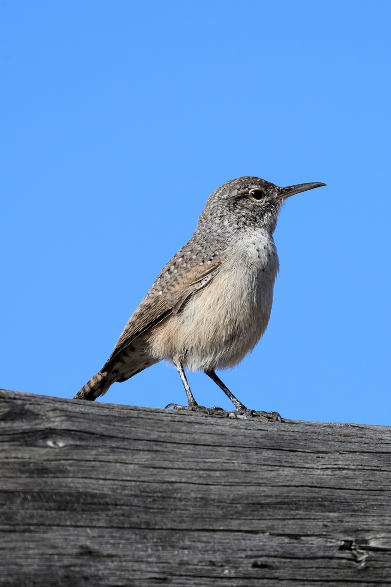 Rock Wren - ML643279095