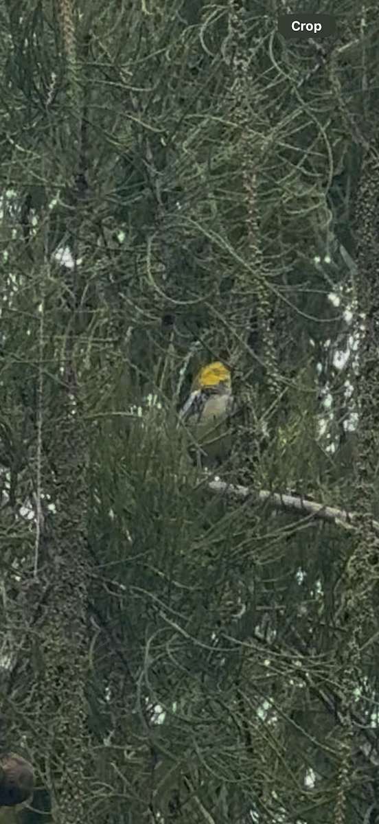 Black-throated Green Warbler - ML643279141