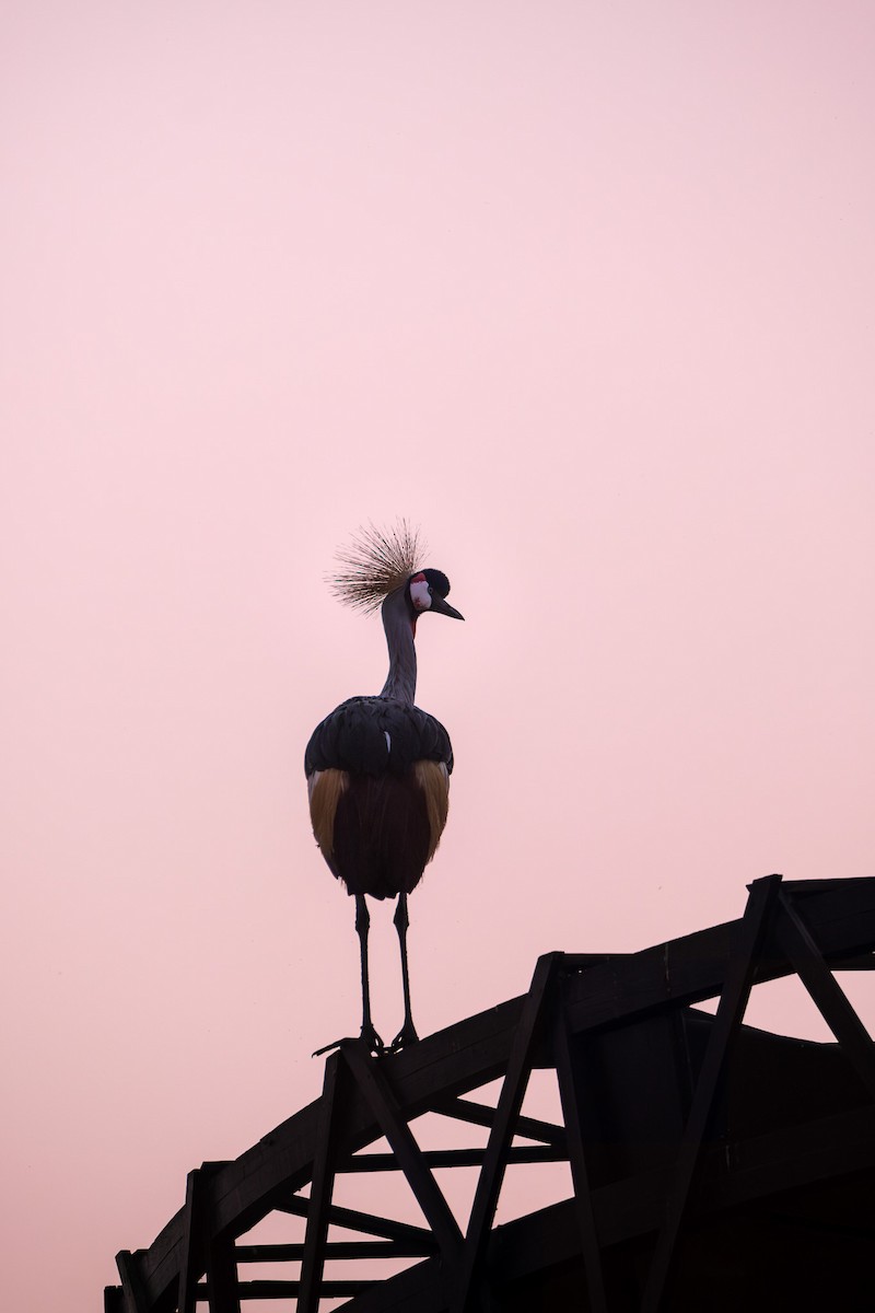 Gray Crowned-Crane - ML643279142