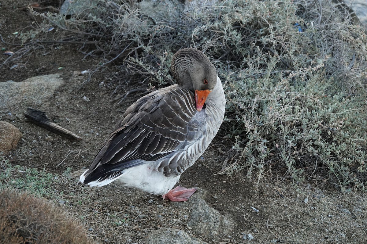 Graylag Goose (Domestic type) - ML643279164