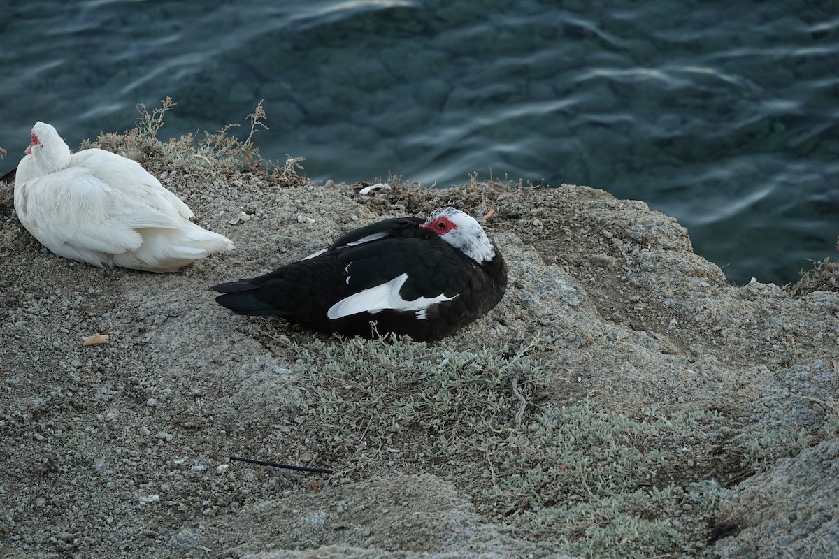Canard musqué (forme domestique) - ML643279168