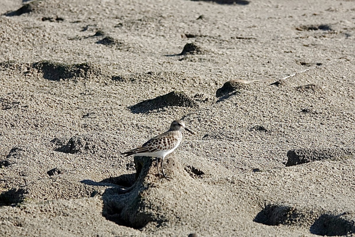 gulbrystsnipe - ML643279193