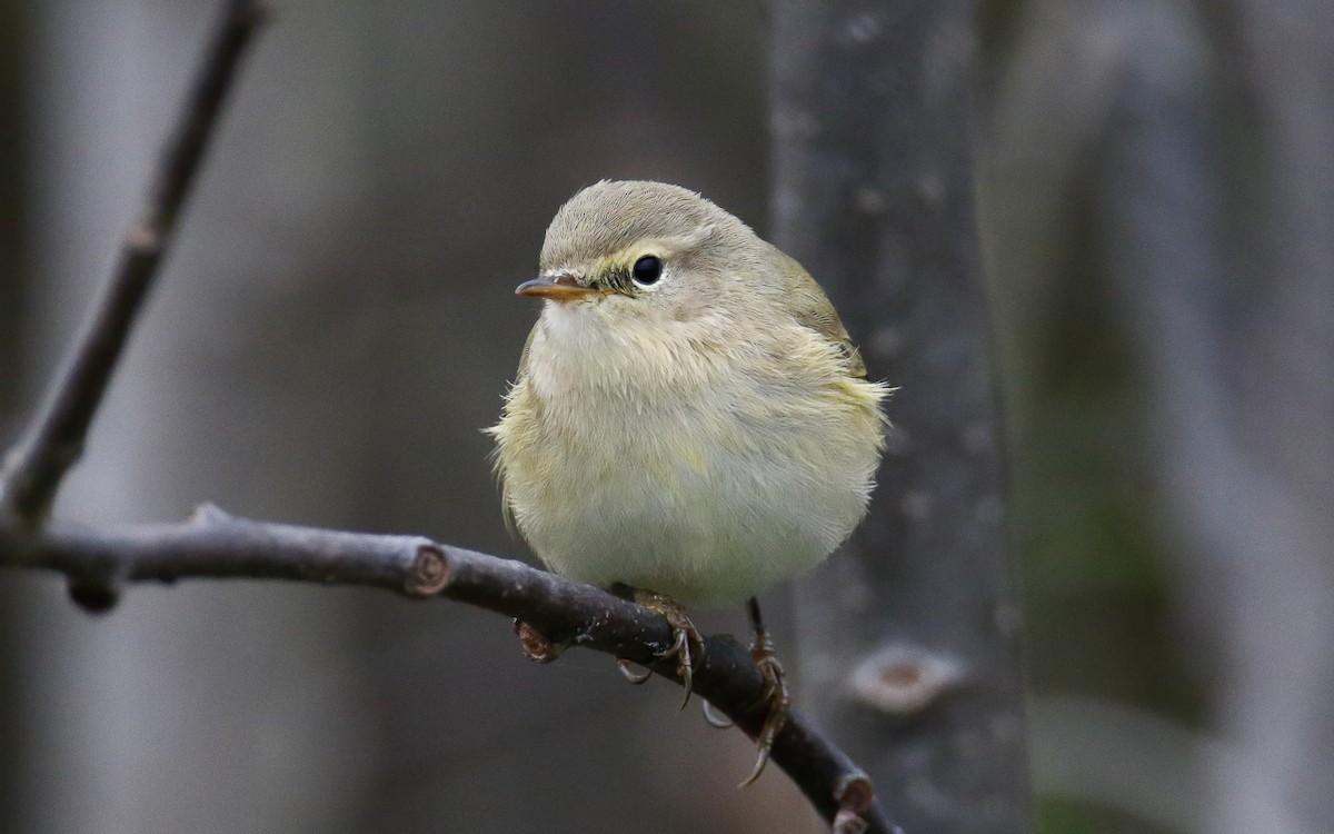 Common Chiffchaff - ML643279203