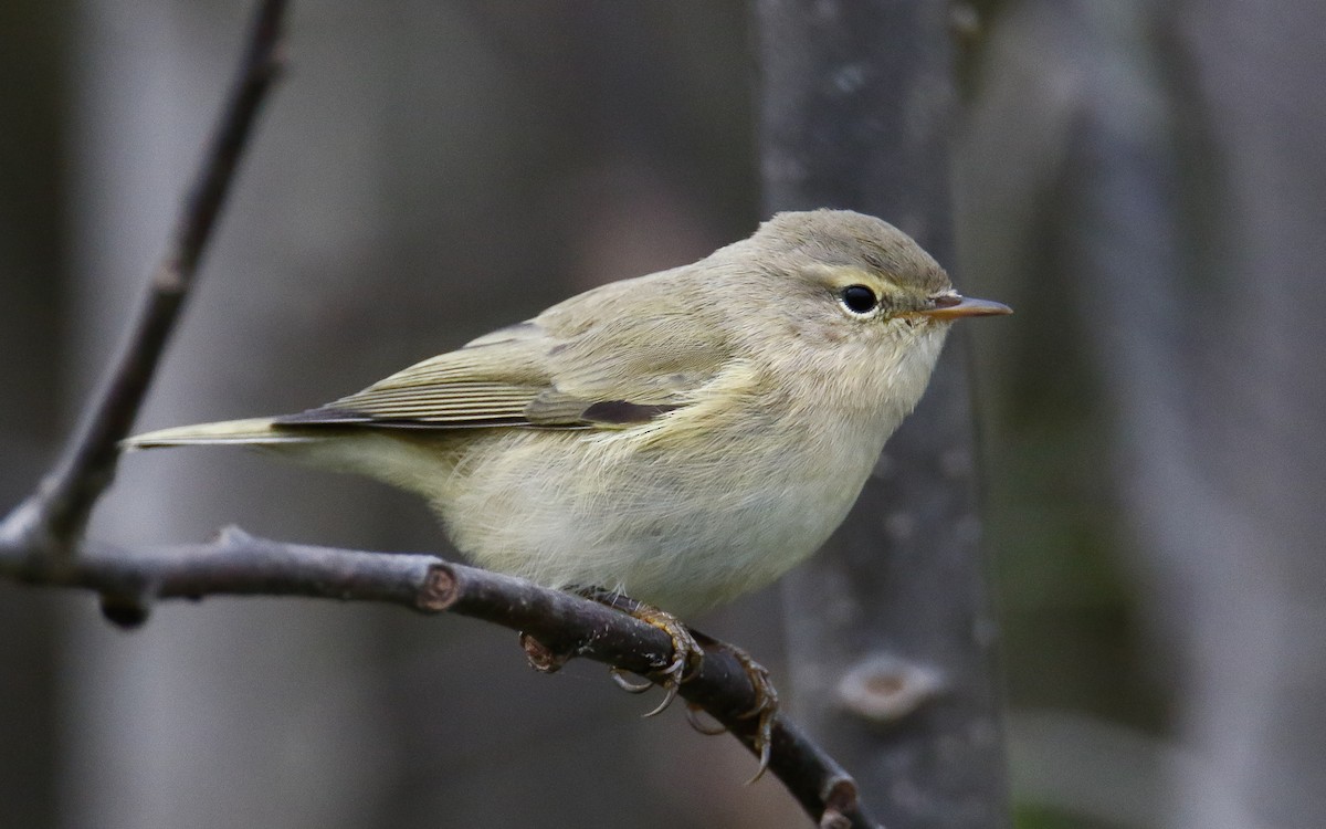 Common Chiffchaff - ML643279204