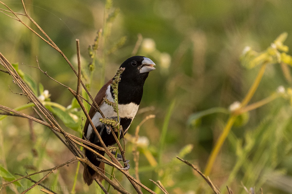 Tricolored Munia - ML643279210