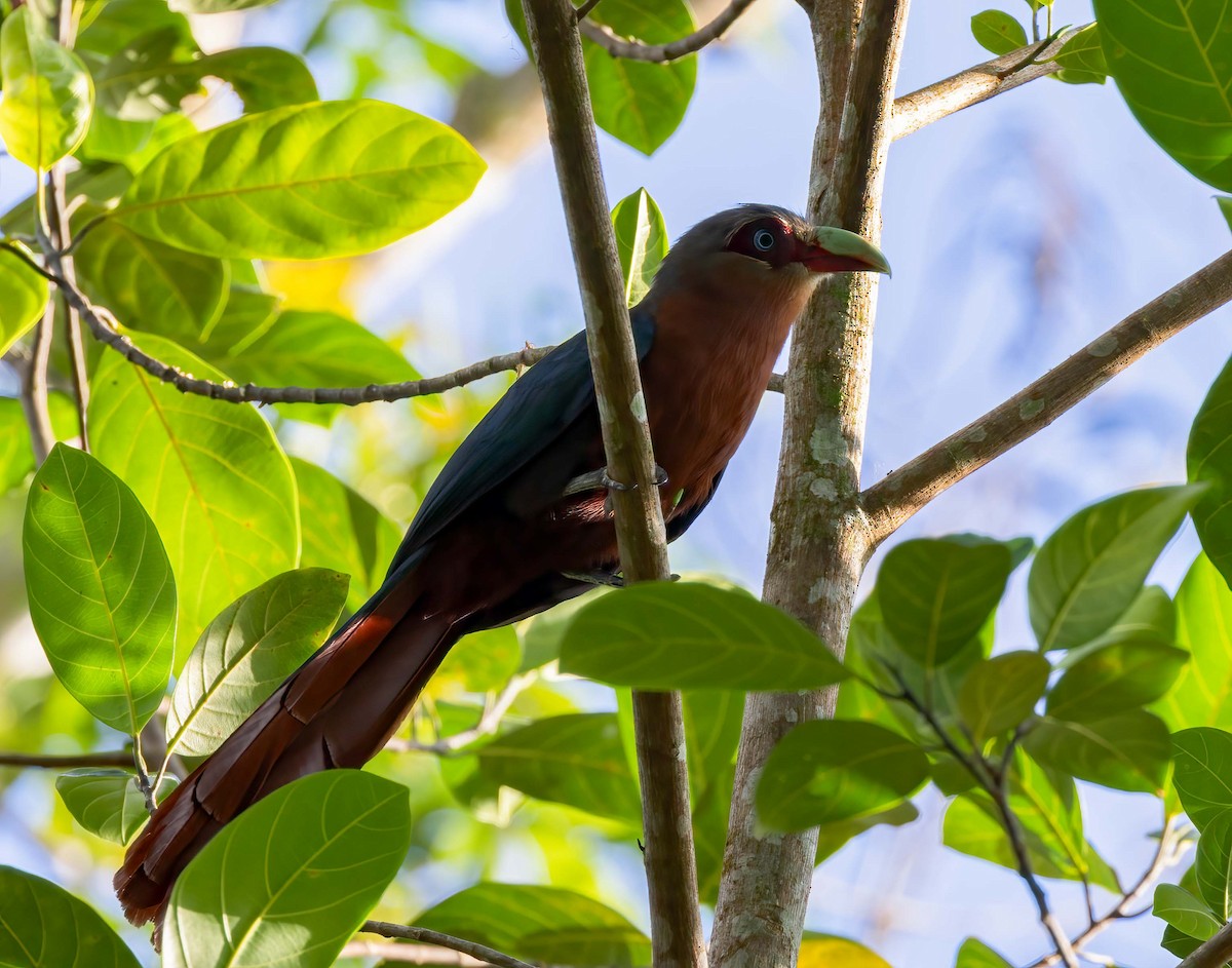 Chestnut-breasted Malkoha - ML643279232