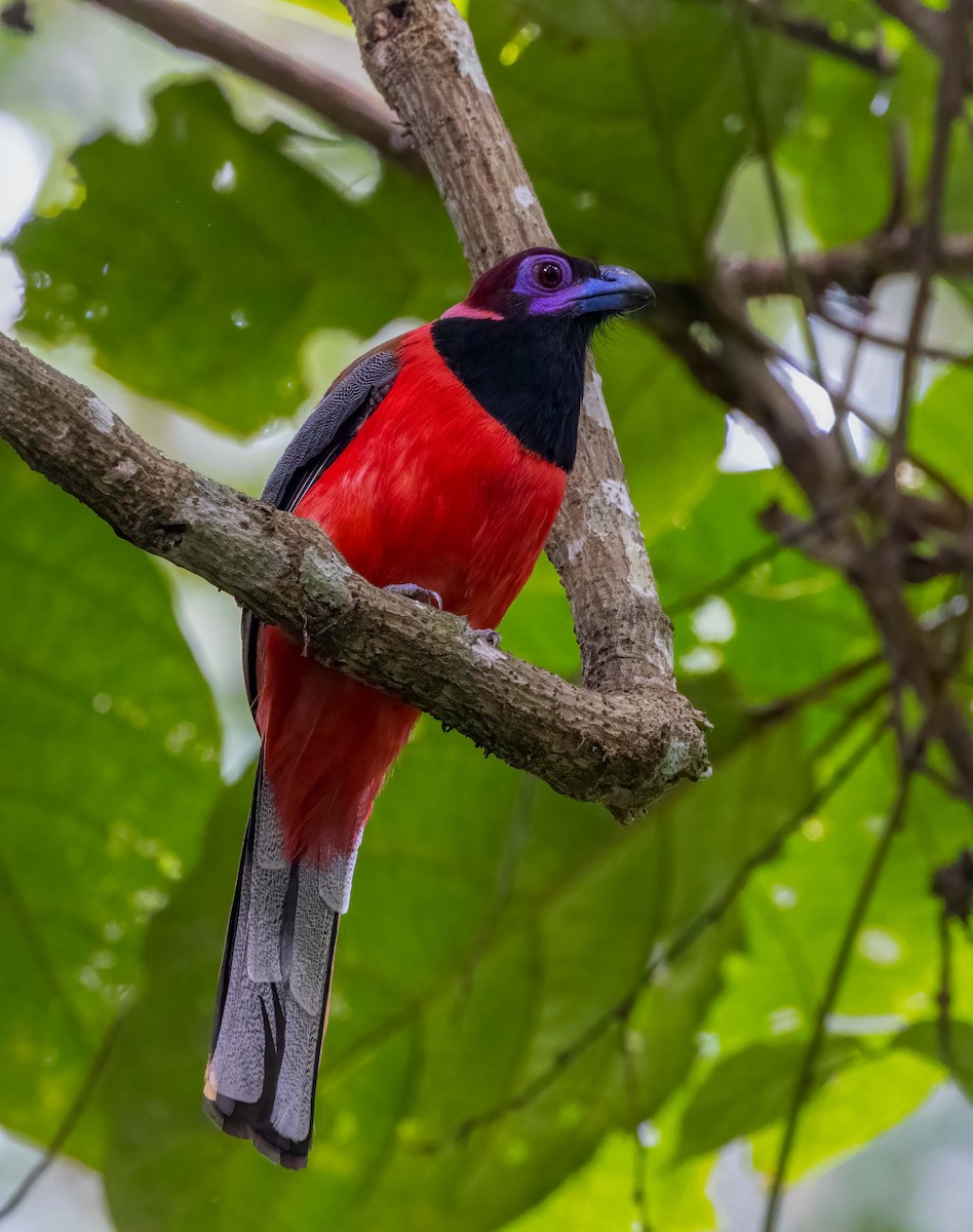 Diard's Trogon - ML643279282