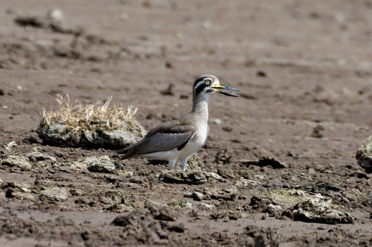 Great Thick-knee - ML643279286