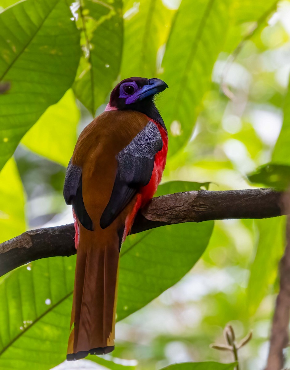 Diard's Trogon - ML643279294